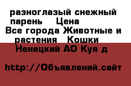 разноглазый снежный парень. › Цена ­ 10 000 - Все города Животные и растения » Кошки   . Ненецкий АО,Куя д.